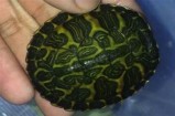 免费观看最新福利视频，海量内容尽在掌握，快来体验！