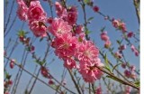 《红杏枝头春意闹：感受生活的美好与挑战》