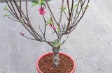 探索桃花源：感受自然美景与浪漫氛围的完美结合