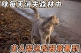 《夜晚陪伴：探索社猫的温馨在线直播时光》