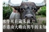 极致观影体验：发现牛牛在线的高清视频资源平台
