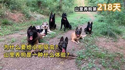 《山狗》完整版高清免费观看，精彩剧情不容错过！