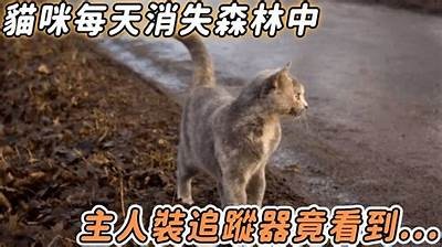 《夜晚陪伴：探索社猫的温馨在线直播时光》