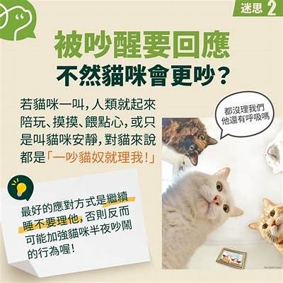 《夜晚陪伴：探索社猫的温馨在线直播时光》