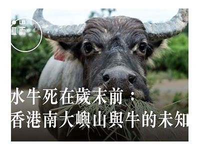极致观影体验：发现牛牛在线的高清视频资源平台