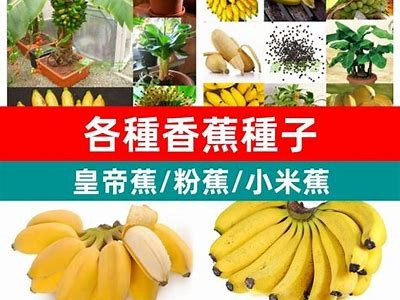 探索国内优质香蕉产品的一站式购买平台，享受新鲜美味的水果体验！